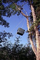 No bear would get that high!