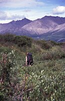 Make lots of noise while walking through the scrubbs, youre not alone!