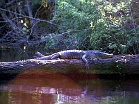Jungle Trip with a canoe at Wekiva River