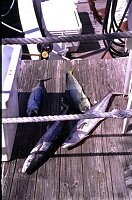 Key West, fresh fish