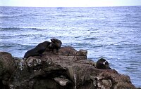 Otago Peninsula, Seals