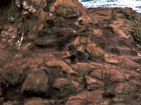 Otago Peninsula, Baby Seal