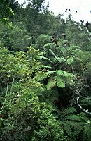Tasman Abel Trail, Fern