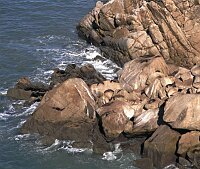 Tasman Abel Trail, Seals