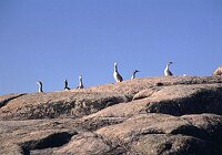 Tasman Abel Trail, Shags