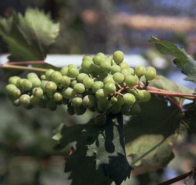 gre-Image301 greece.jpg