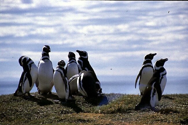 Hinne S�damerika 2001