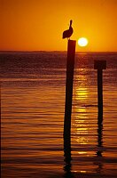 The Keys: Pelikan in the sunset