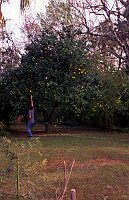 Getting fresh Grapefruit for breakfast