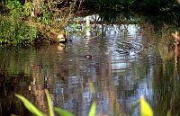 Fischotter in the pond