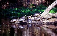 Wekiva River: Turtles