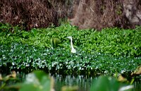Wekiva River: Reiher