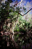 Wekiva River