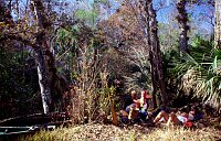 Wekiva River: Vesper!