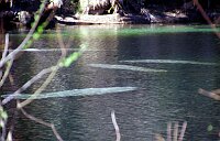 Blue Springs: Manatees