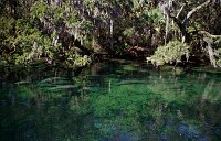 Blue Springs: Manatees