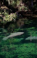 Blue Springs: Manatees