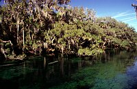 Blue Springs: Manatees