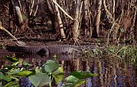 St. Johns River: BIG Alligator