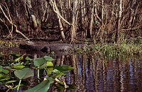 St. Johns River: BIG Alligator