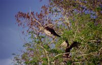 St. Johns River: Geier