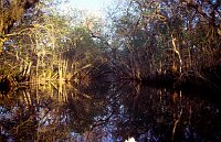 St. Johns River: Navigating trough the swamps with GPS