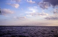 Wildlive:100000 little birds