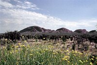 The Olgas in the green Desert